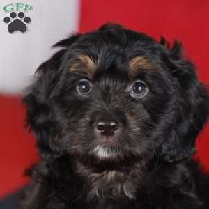 Sprinkle, Mini Golden Mountain Doodle Puppy